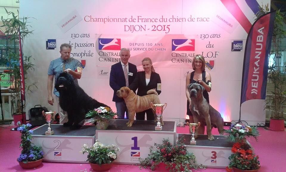 CH. Jules cesar Des Deesses Du Temple - 1ER EXC CLASSE JEUNE MEILLEUR JEUNE 3éme BOG JEUNE