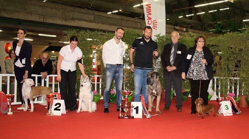 CH. Jules cesar Des Deesses Du Temple - 1er Exc, meilleur jeune, BOG, BIS