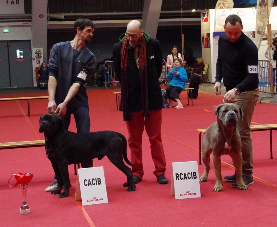 CH. Jules cesar Des Deesses Du Temple - 1ER EX CLASSE CHAMPION RCACIB