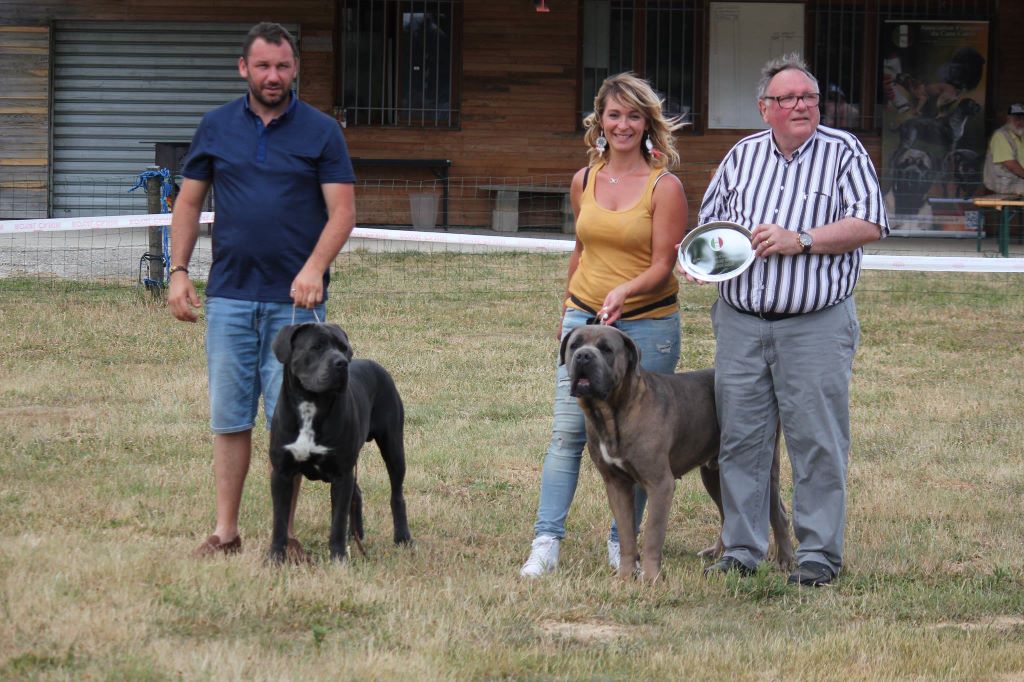 CH. Jules cesar Des Deesses Du Temple - 1er Ex Meilleur Mâle et Meilleur de Race