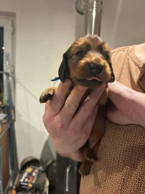 Les chiots de Teckel poil long