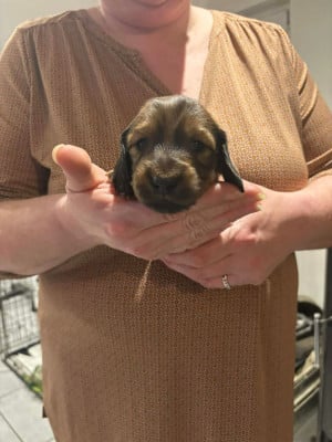 Les chiots de Teckel poil long