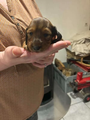 Les chiots de Teckel poil long