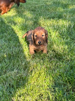 Les chiots de Teckel poil long