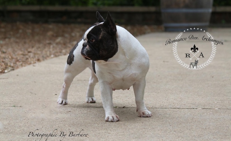 Publication : De La Romance Des Archanges Auteur : barbara