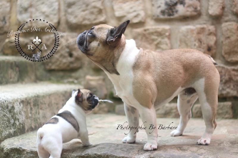 Publication : De La Romance Des Archanges Auteur : barbara