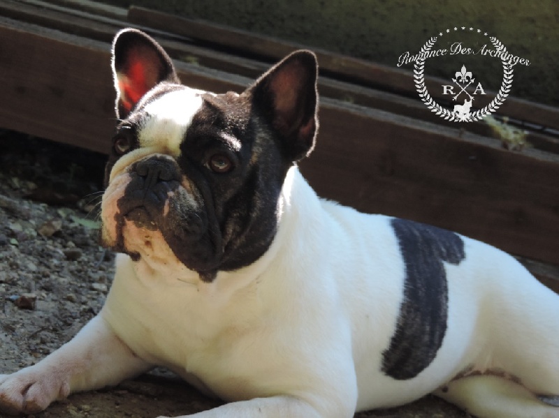 Publication : De La Romance Des Archanges Auteur : barbara