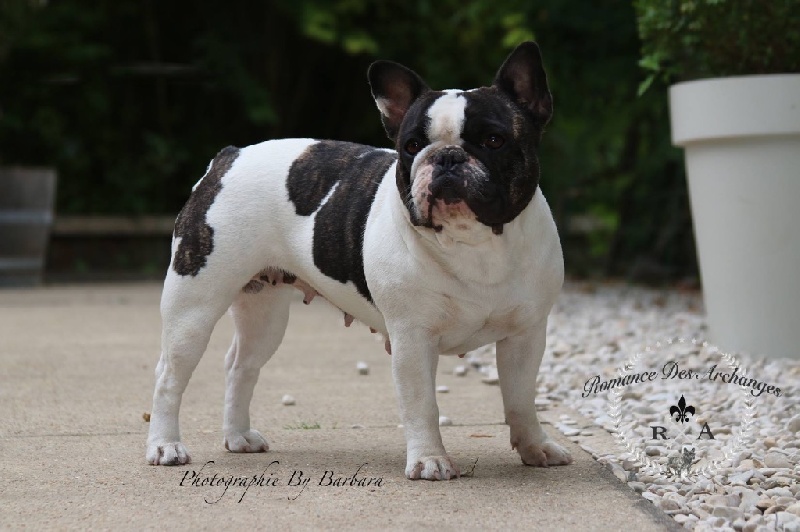 Publication : De La Romance Des Archanges Auteur : barbara