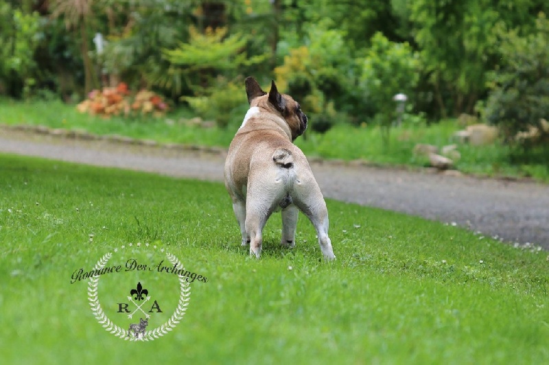 Publication : De La Romance Des Archanges Auteur : barbara