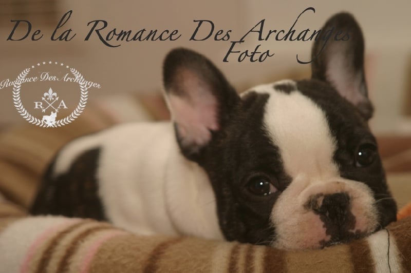 Publication : De La Romance Des Archanges Auteur : barbara