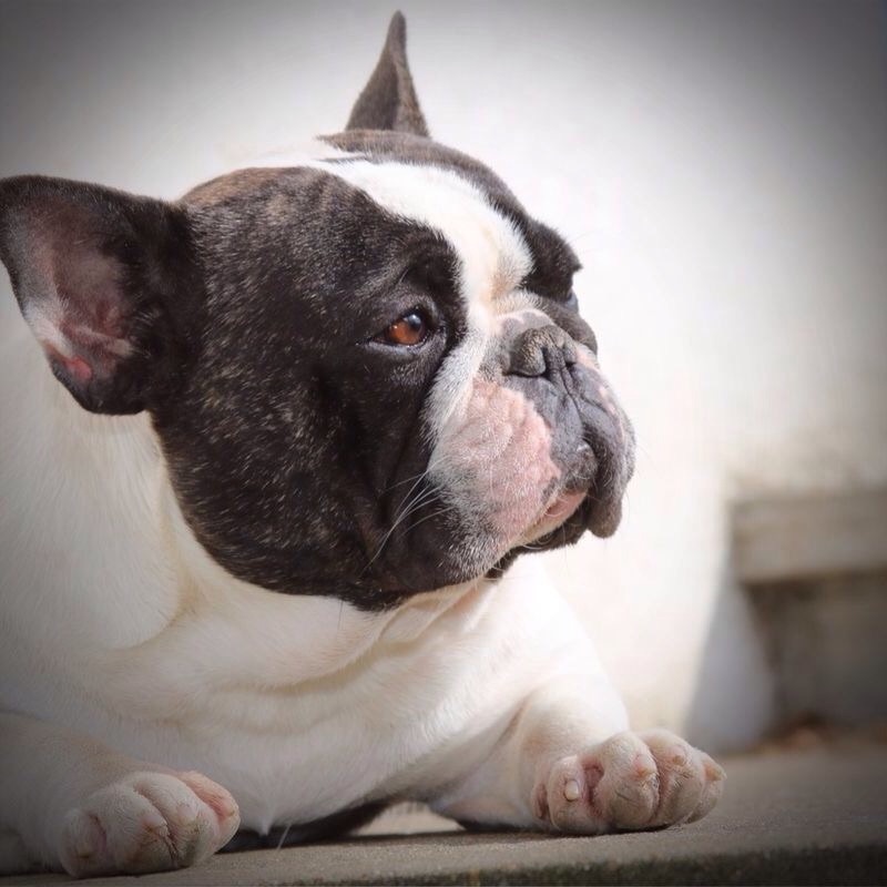 Publication : De La Romance Des Archanges Auteur : barbara