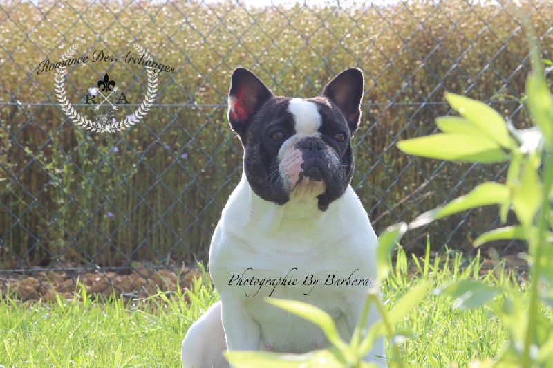 Publication : De La Romance Des Archanges Auteur : barbara