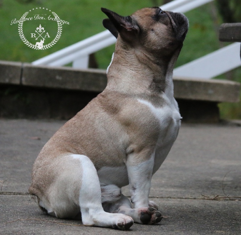 Publication : De La Romance Des Archanges Auteur : barbara