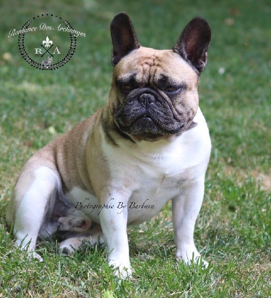 Publication : De La Romance Des Archanges Auteur : barbara