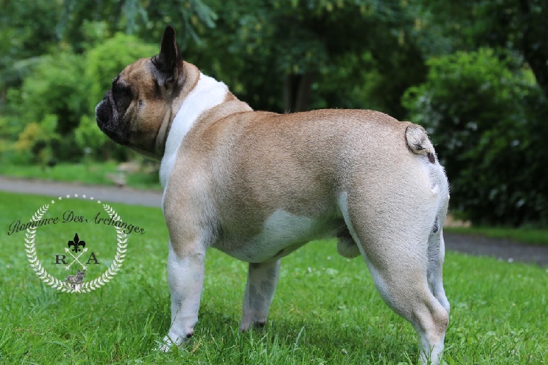 Publication : De La Romance Des Archanges Auteur : barbara