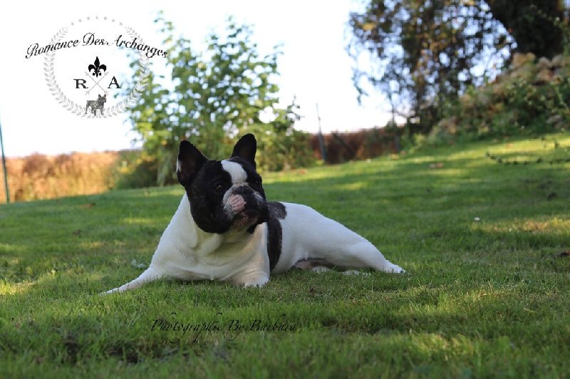 Publication : De La Romance Des Archanges Auteur : barbara