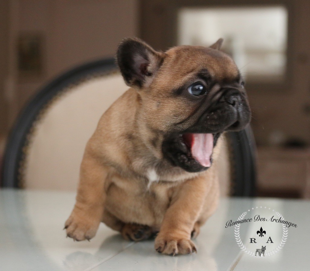 Accueil Bouledogue Francais Elevage De La Romance Des Archanges