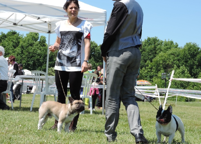 Gus Des caprices d'athena - classsé 2éme Excellent