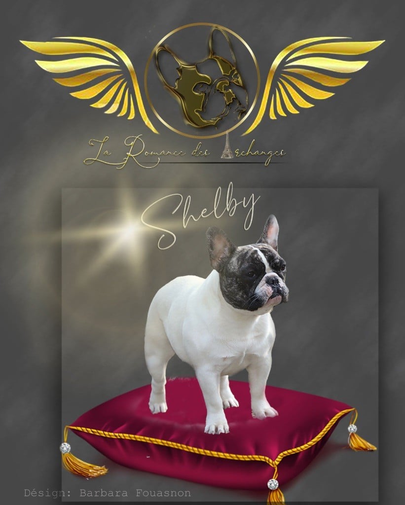 Shelby des Caubes de la Morganeraie - Meilleur Jeune