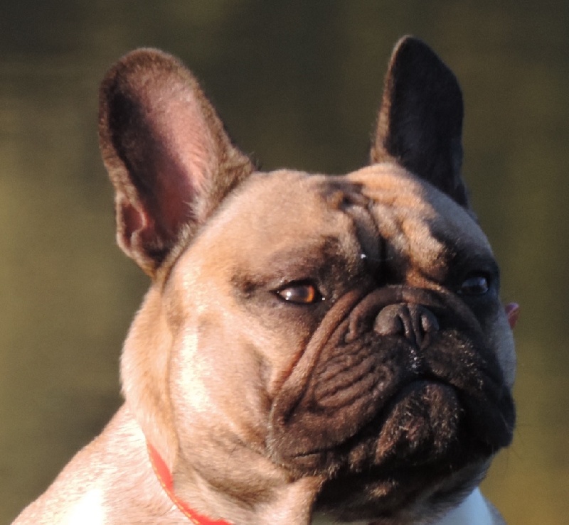 Gus Des caprices d'athena - classé 2ème Excellent