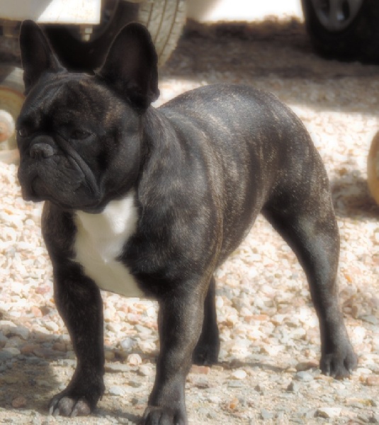 Félicie des Joyaux du Royaume Valyo - Excellent