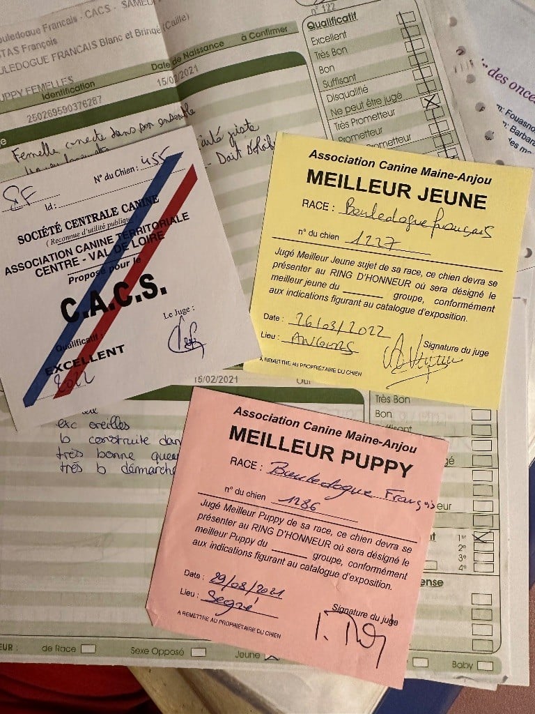 Shelby des Caubes de la Morganeraie - CACS 1ére Excellent