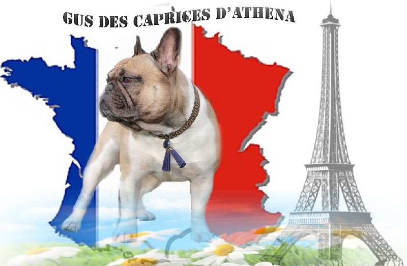 Gus Des caprices d'athena - Excellent