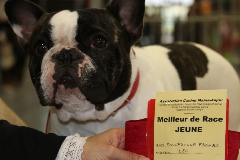 Infinity celeste Du Domaine De Caraïbe - 1ére Excellent Meilleur jeune de la Race