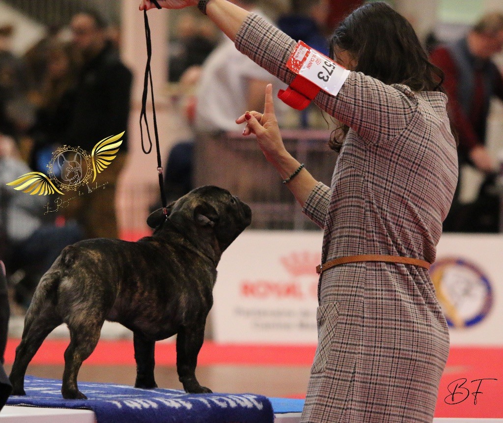Thor d'asgard De La Romance Des Archanges - En classe Jeune Mâle 1er EXCELLENT