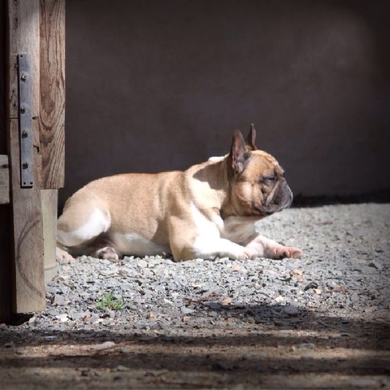 Gus Des caprices d'athena - TAN obtenu