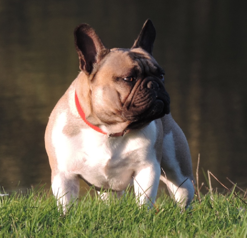 Gus Des caprices d'athena - Trés Bon