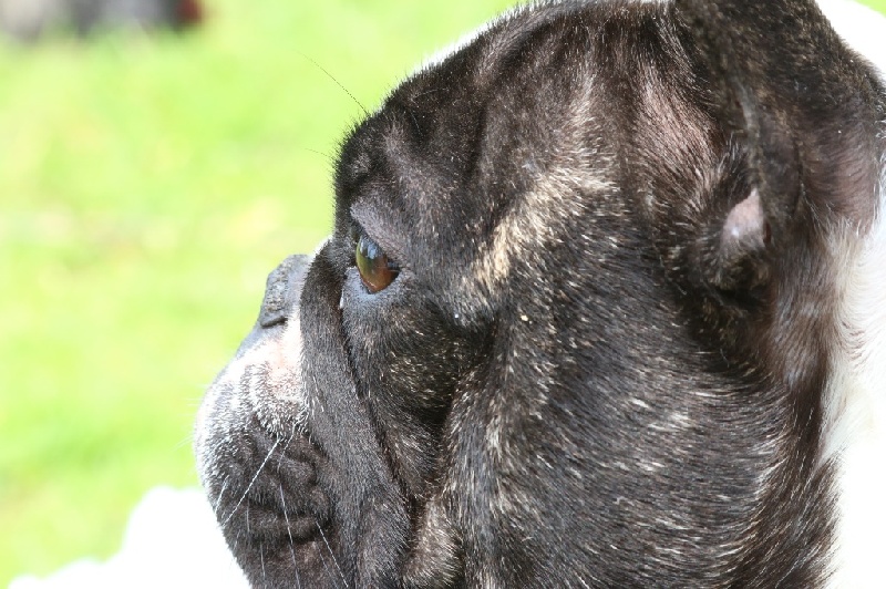 Infinity celeste Du Domaine De Caraïbe - Excellent