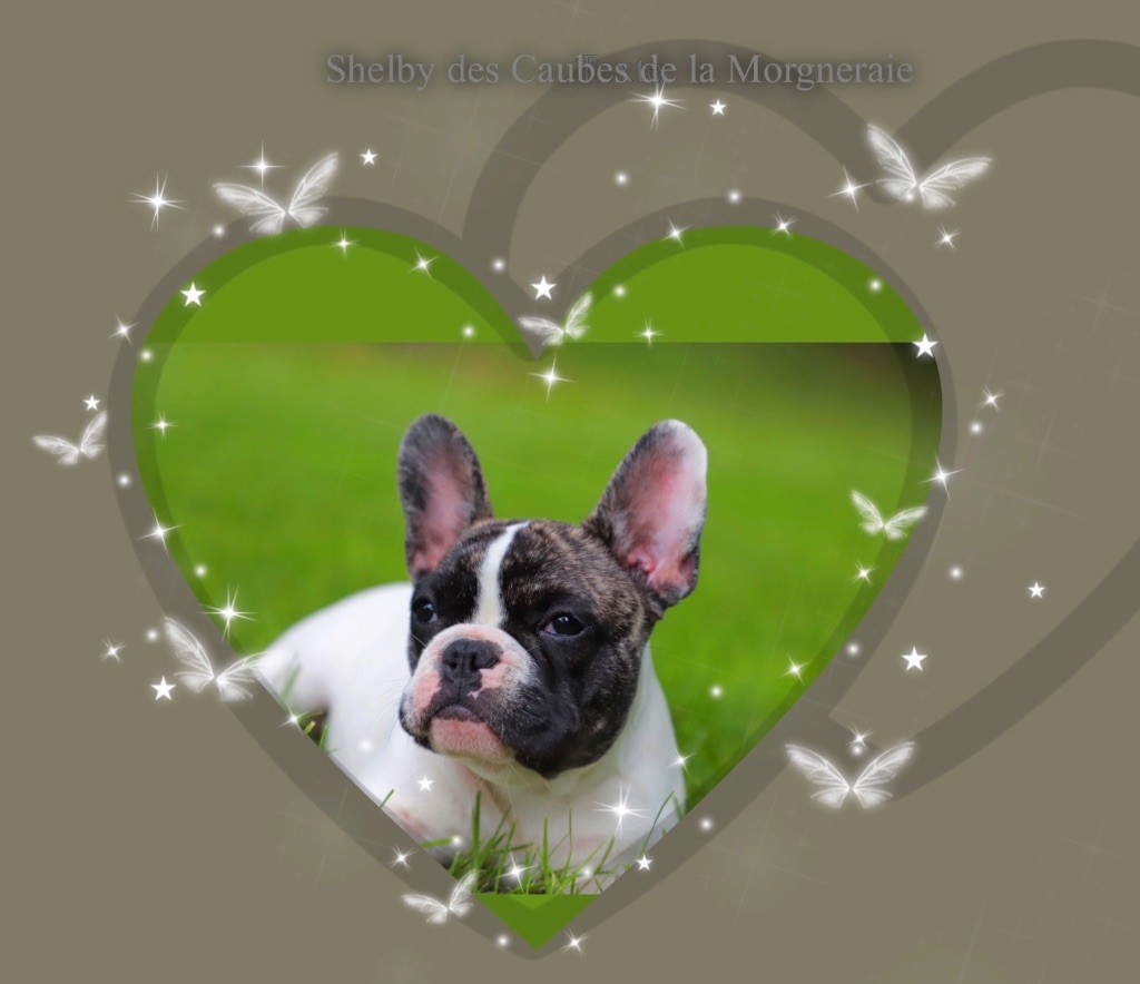 Shelby des Caubes de la Morganeraie - Meilleur puppy