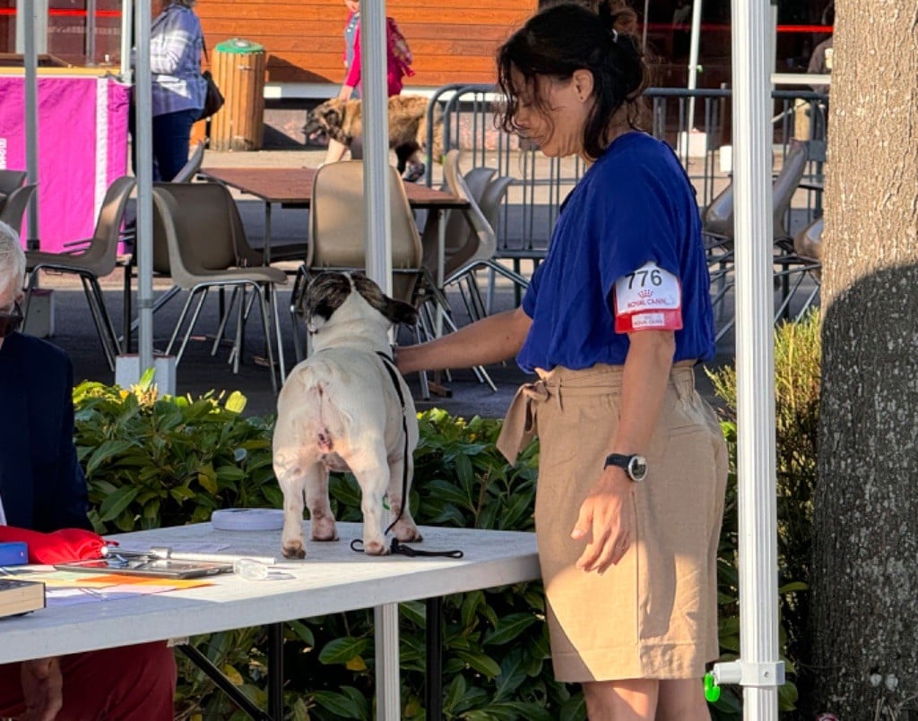 Shelby des Caubes de la Morganeraie - 1ère Très Belle