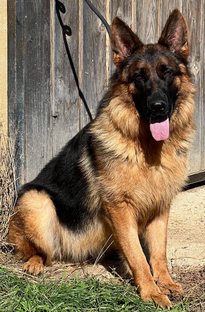 Uxia des Légendes du Castel