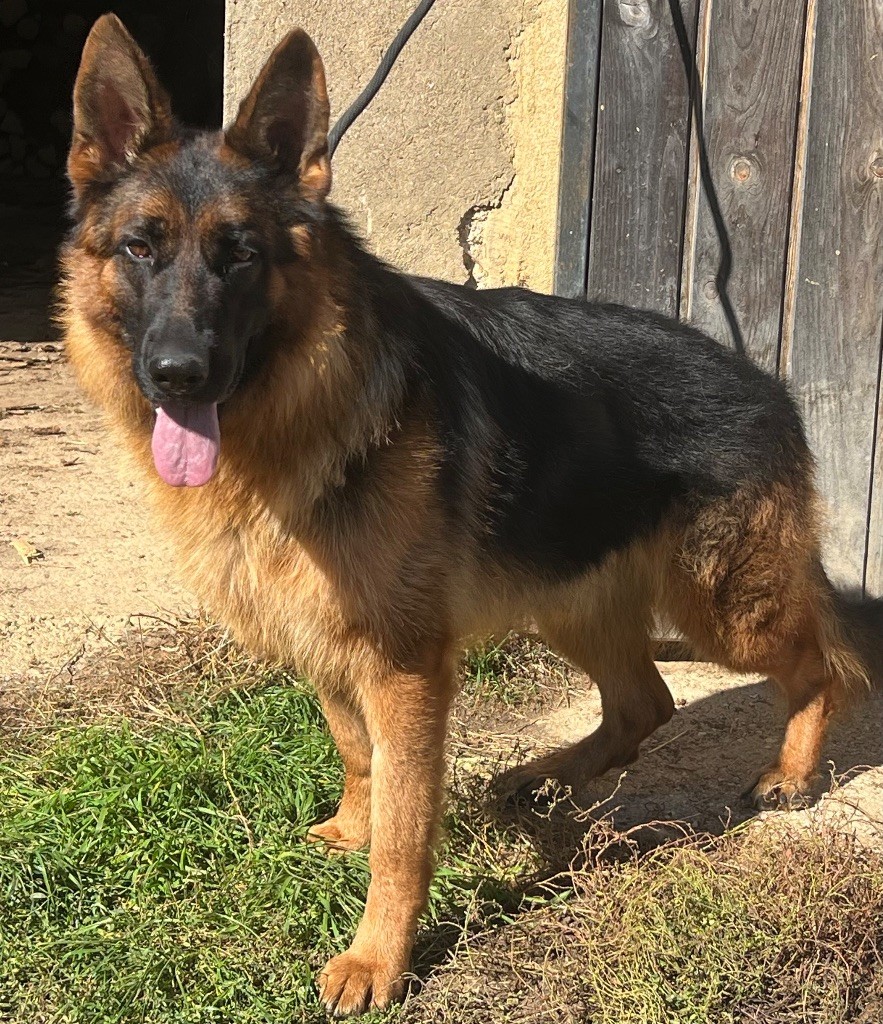 Uxia des Légendes du Castel