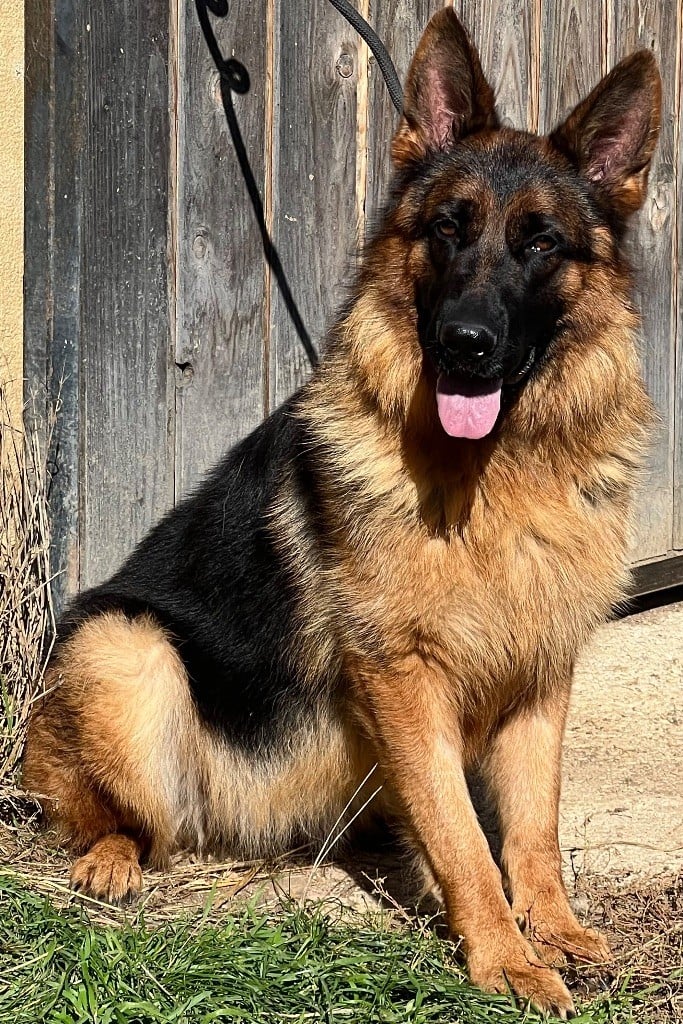 Uxia des Légendes du Castel