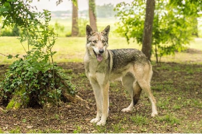 des Légendes du Castel