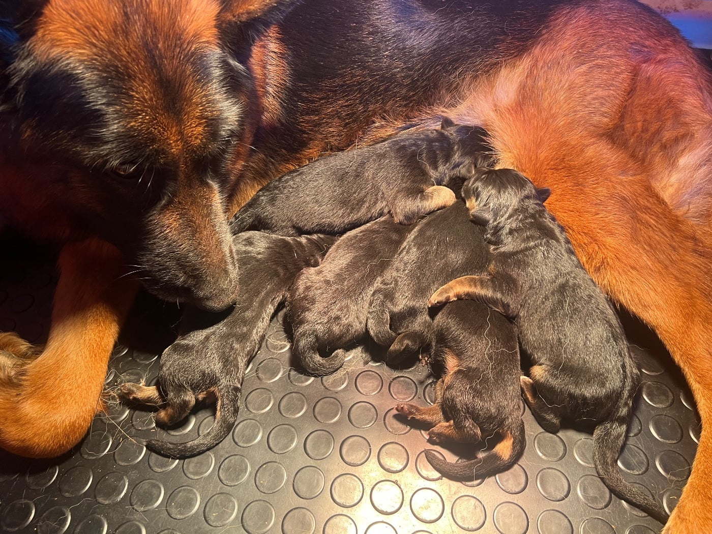 CHIOT - Berger Allemand