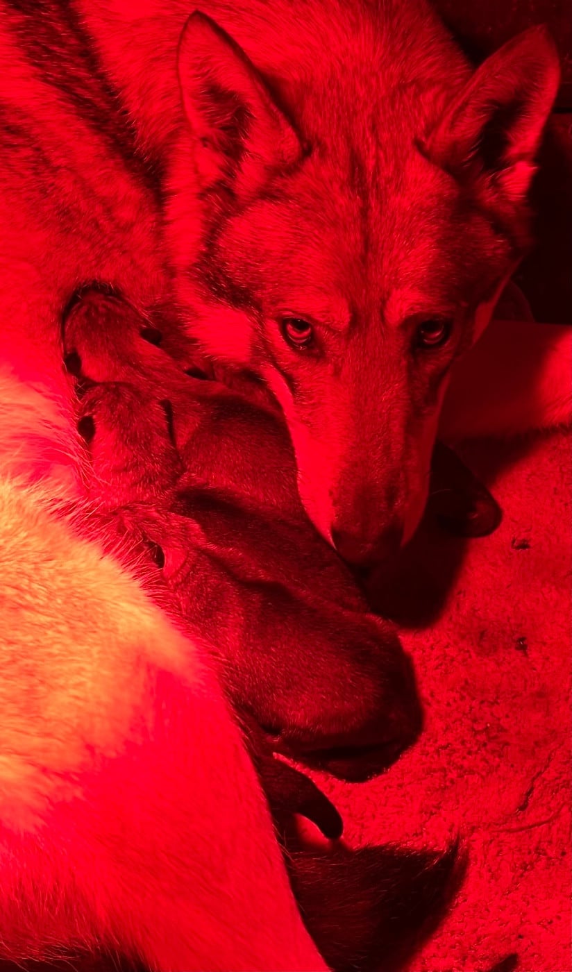 CHIOT 3 - Chien-loup de Saarloos