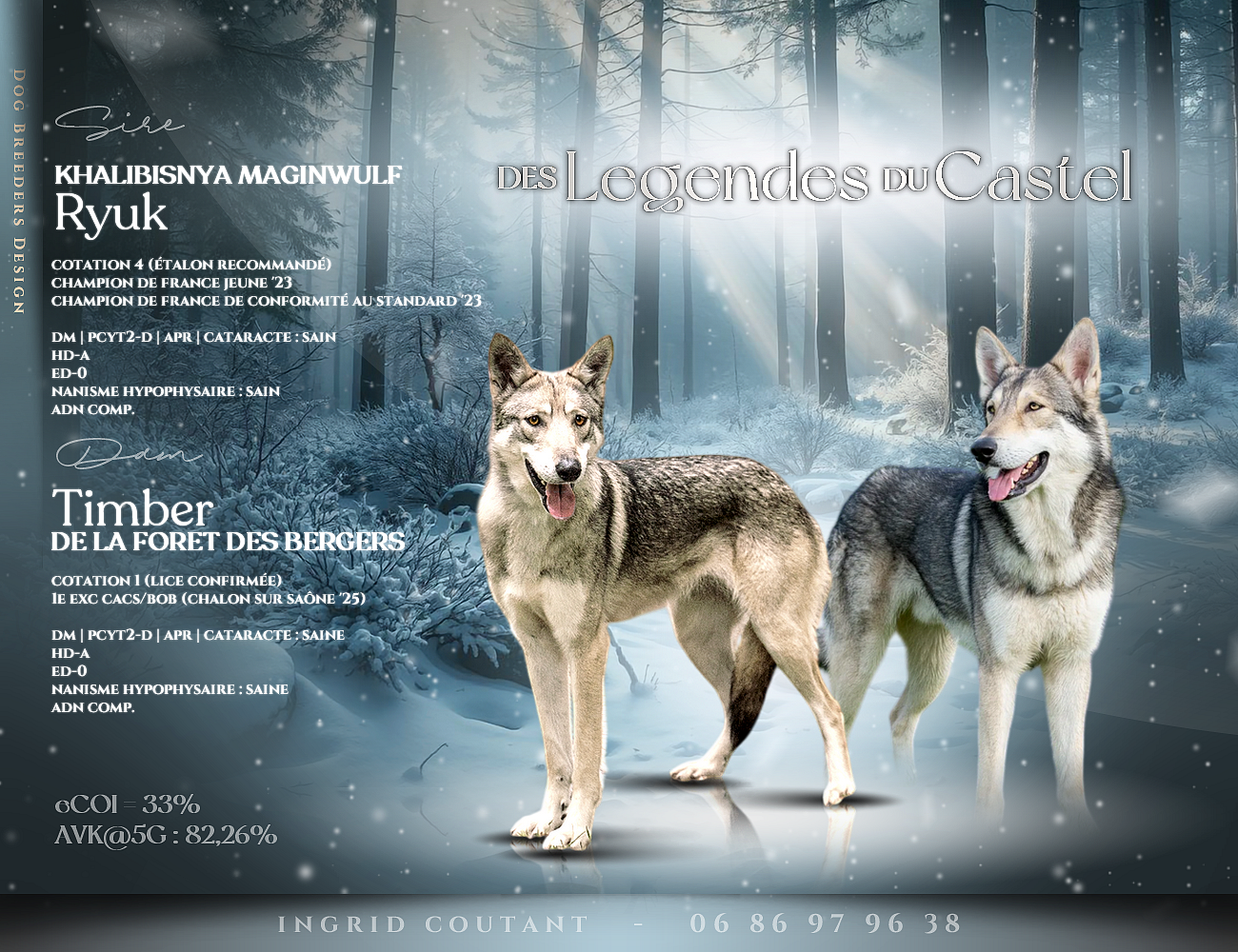 Chien-loup de Saarloos - des Légendes du Castel