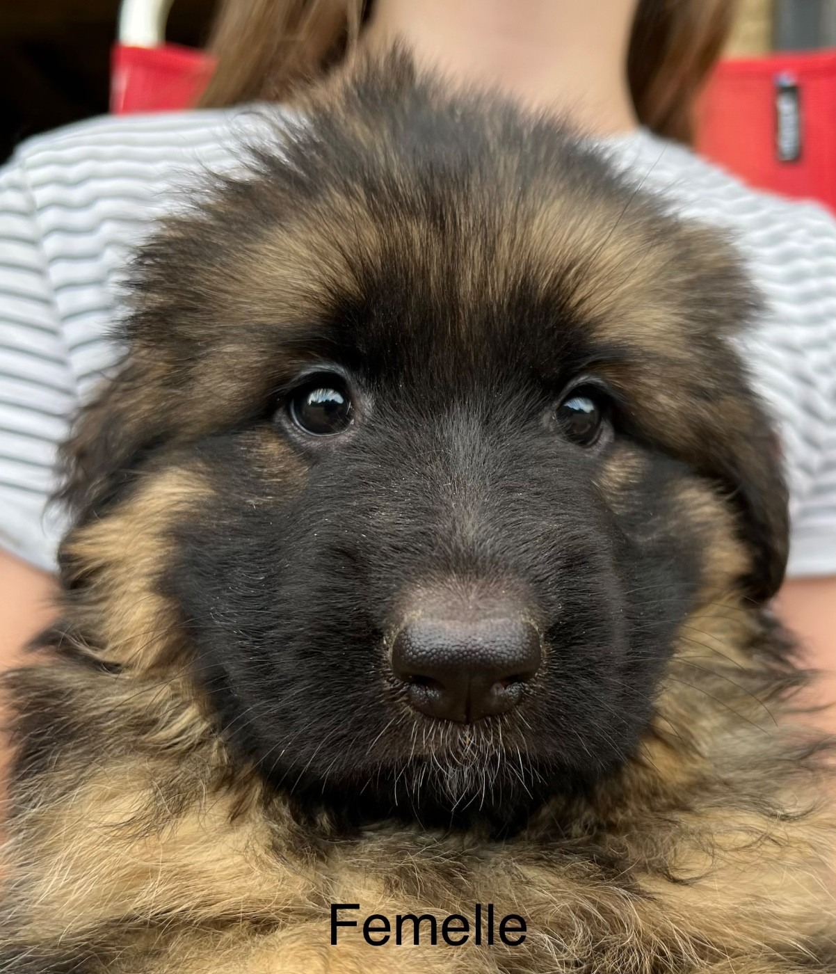 BRITANY - Berger Allemand Poil Long