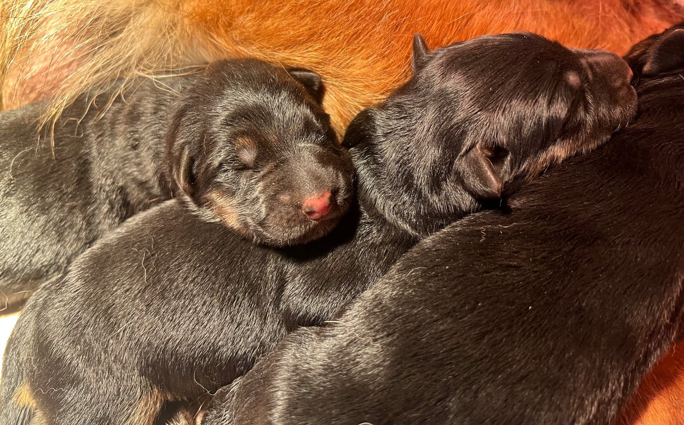 CHIOT 3 - Berger Allemand