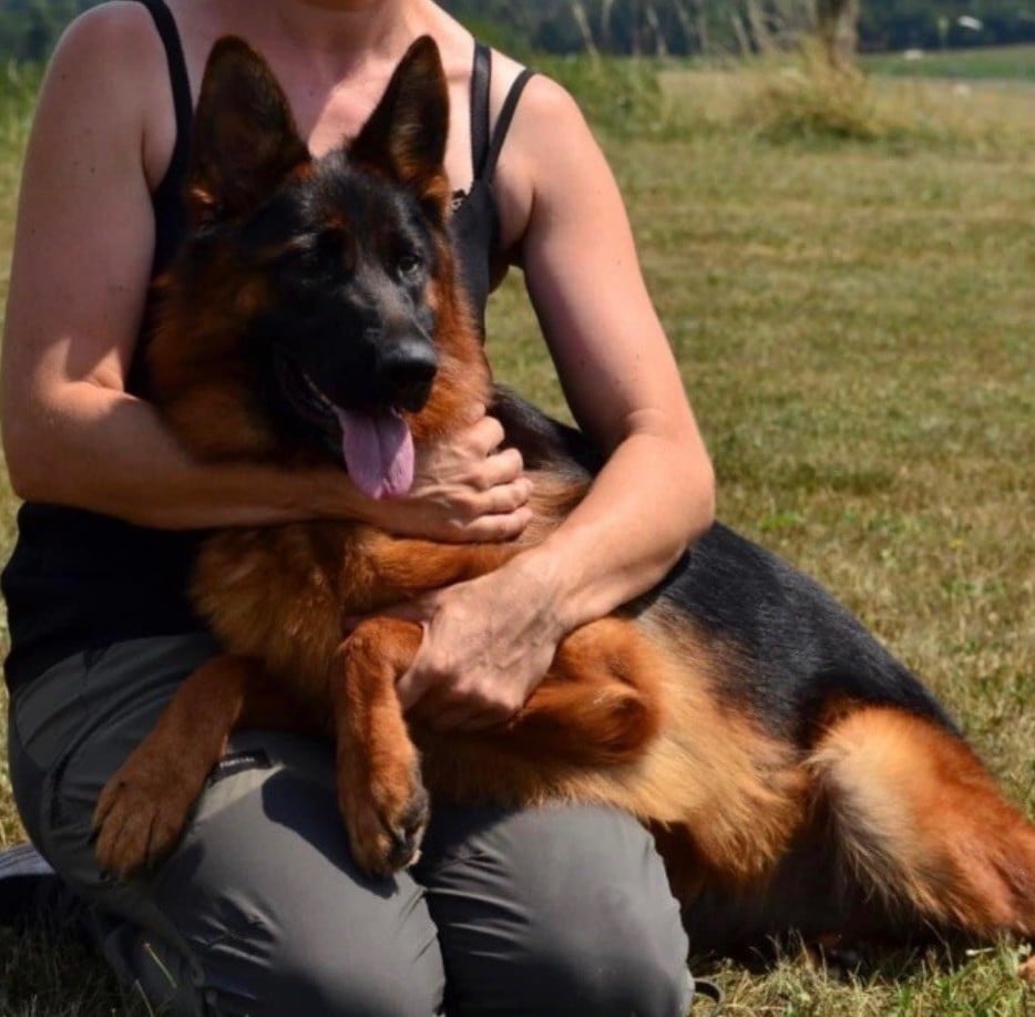 Berger Allemand - des Légendes du Castel