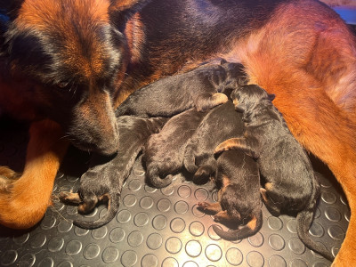 Les chiots de Berger Allemand