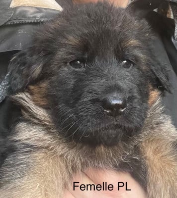 Les chiots de Berger Allemand