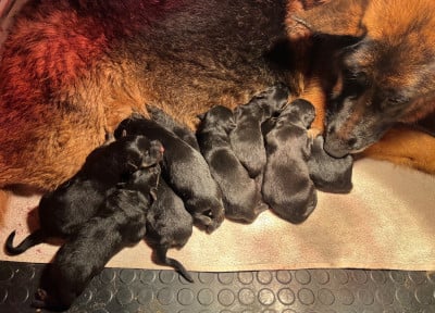 Les chiots de Berger Allemand