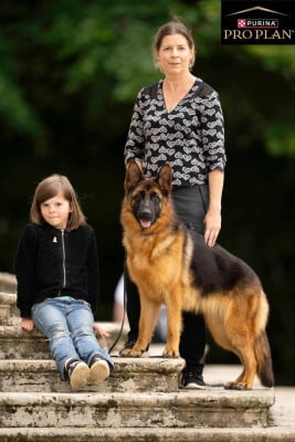 Les chiots de Berger Allemand