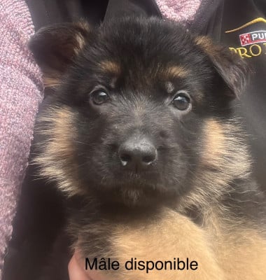 Les chiots de Berger Allemand