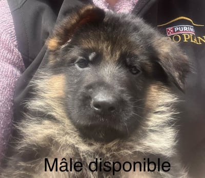 Les chiots de Berger Allemand